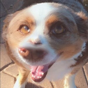 Meet your Posher, Gavin